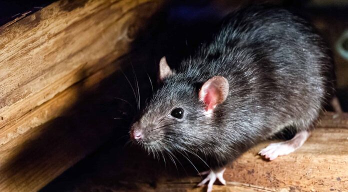 Caratteristiche e comportamenti di Palm Rat
