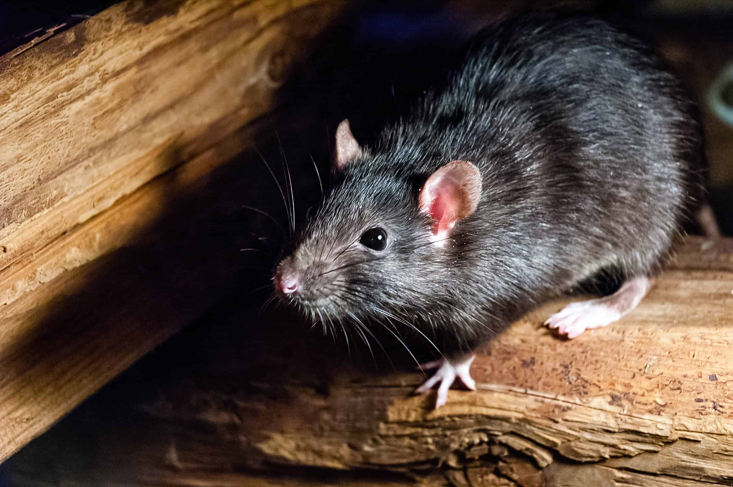 Caratteristiche e comportamenti di Palm Rat