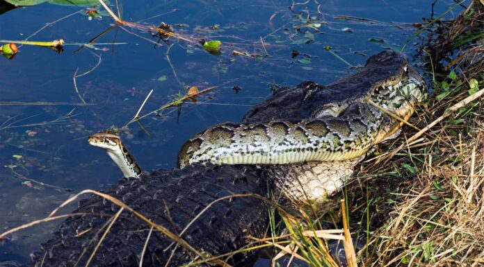 Catturato dalla telecamera: un pitone e un alligatore combattono in un incontro mortale
