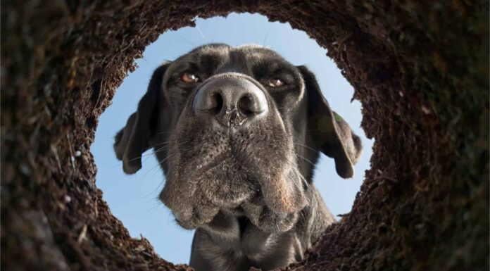 Come impedire al tuo cane di scavare per sempre
