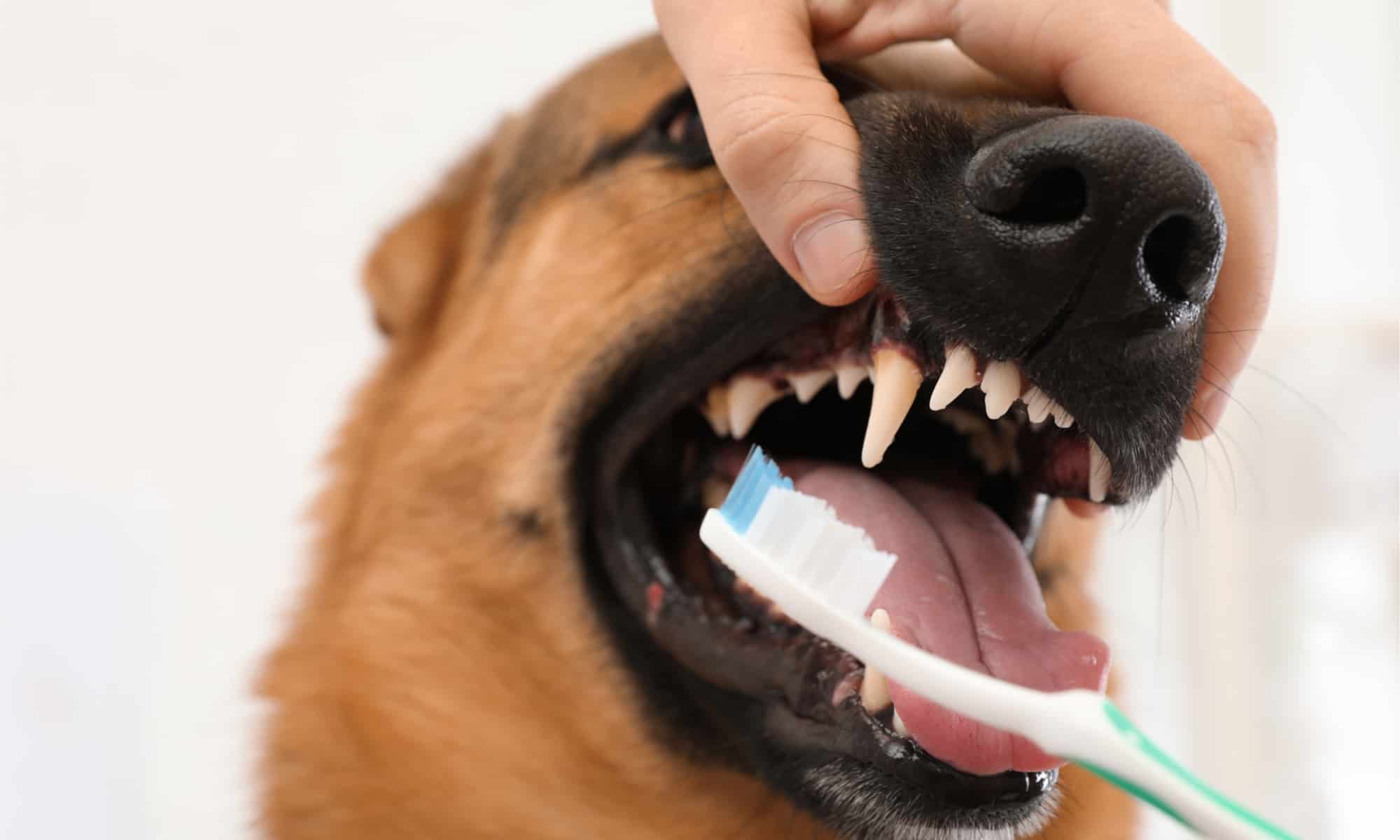 Come pulire in sicurezza i denti di un cane