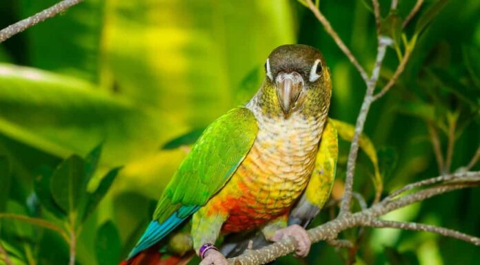 A tagged Green-Cheeked Parrot perched on a small tree branch with tropical foliage in the background.