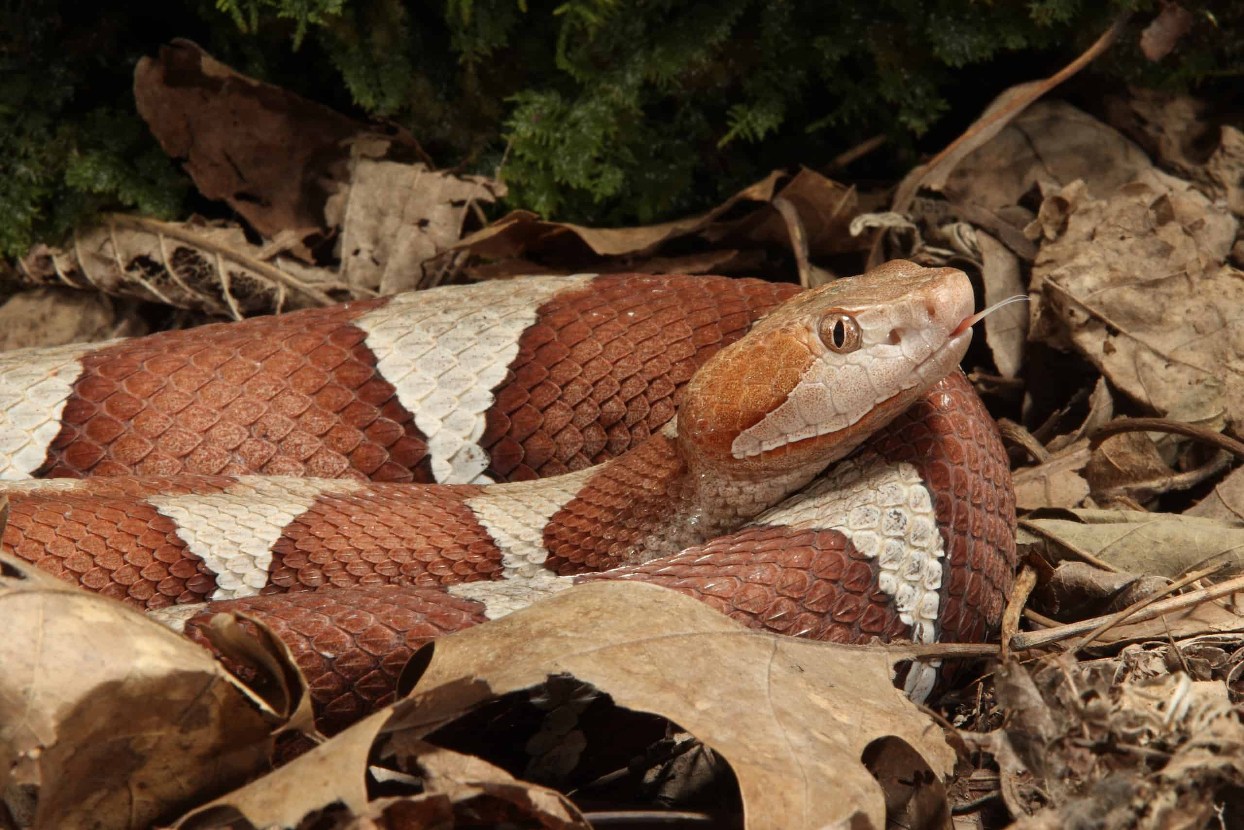 Copperhead vs Eastern Milk Snake: quali sono le differenze?
