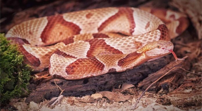 Copperhead vs Northern Watersnake: quali sono le differenze?
