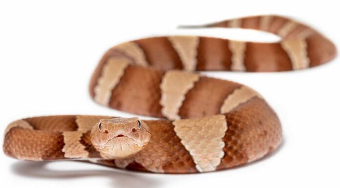 Copperheads in Massachusetts: dove vivono e quanto spesso mordono
