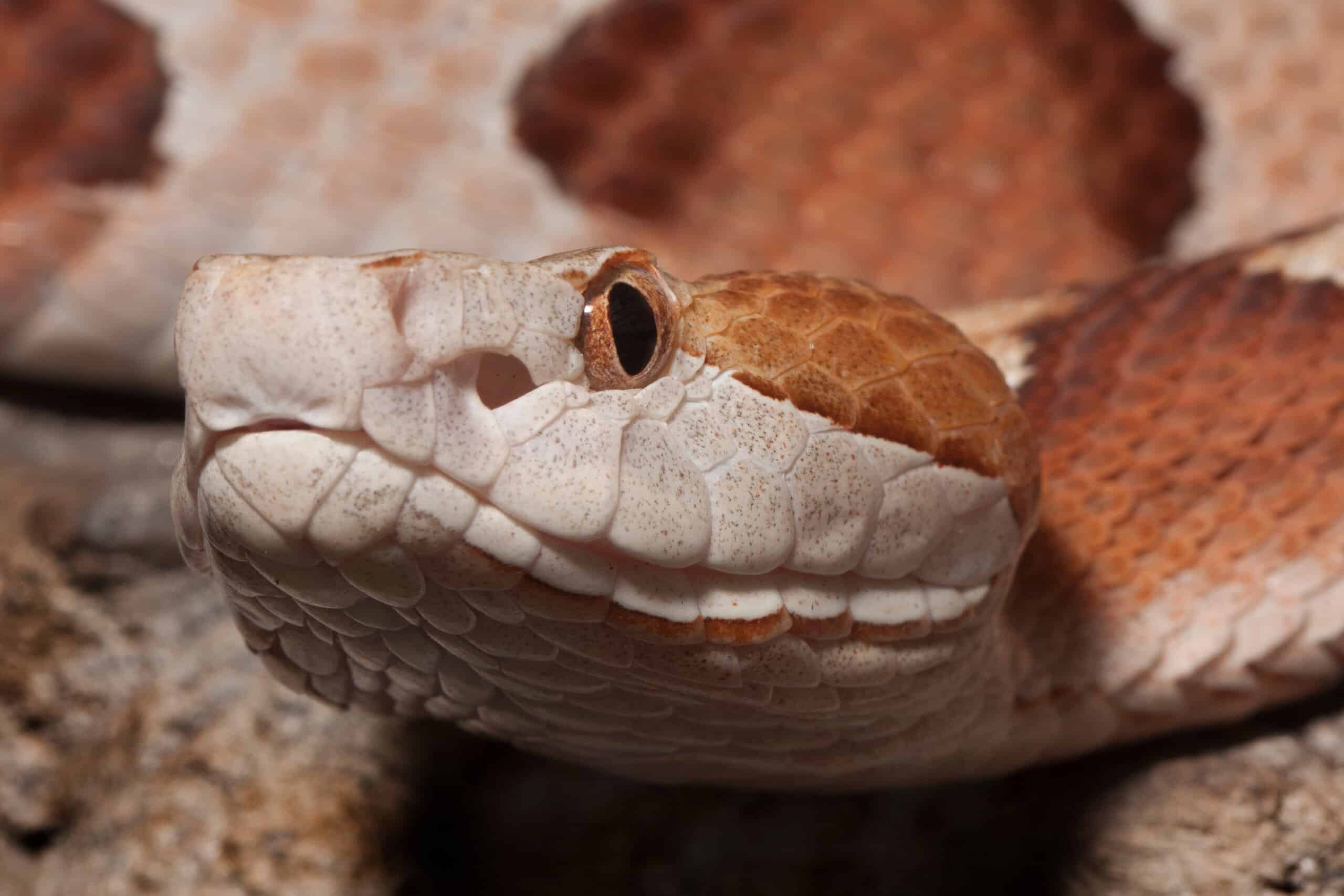 Copperheads nel Connecticut: dove vivono e quanto spesso mordono