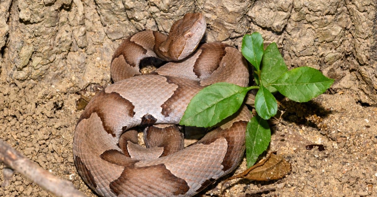 Snakes in Mississippi - Southern Copperhead (Agkistrodon contortrix)