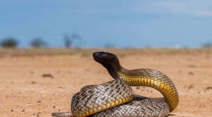 Sydney Funnel Web Spider on tree trunk