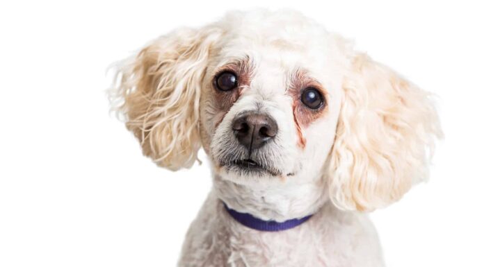 Cosa sono le macchie di lacrime sotto gli occhi del cane (e come rimuoverle)
