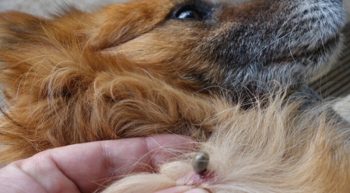 Cosa uccide istantaneamente le zecche su un cane?
