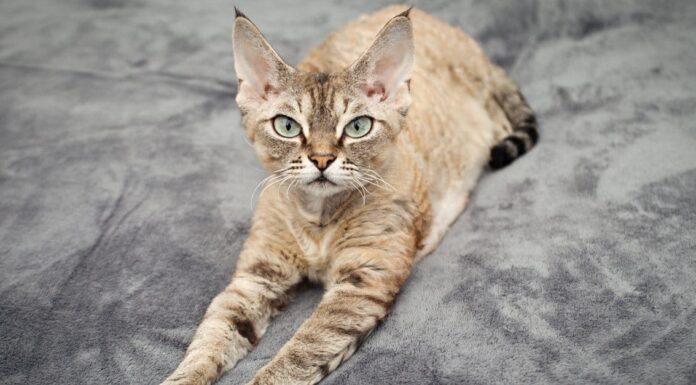 Devon Rex vs Sphynx: spiegate le differenze chiave
