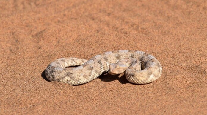 Where Do Snakes Live