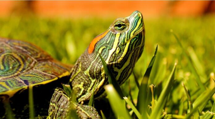 Dispositivo di scorrimento dalle orecchie rosse
