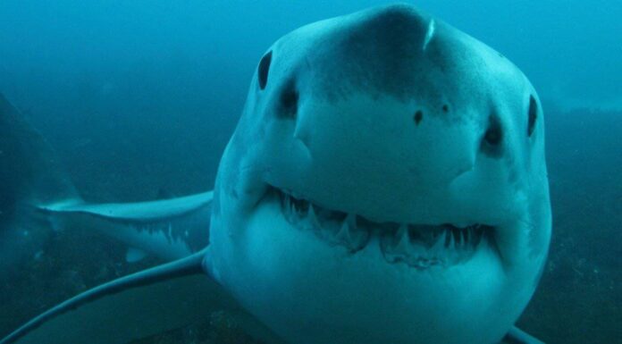 Dove sono i grandi bianchi oggi: 3 punti in cui sono stati avvistati al largo della Carolina del Nord
