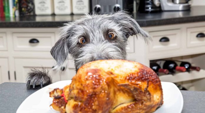 Ecco quanto pollo e riso puoi dare da mangiare a un cane (grafico per taglia, peso)
