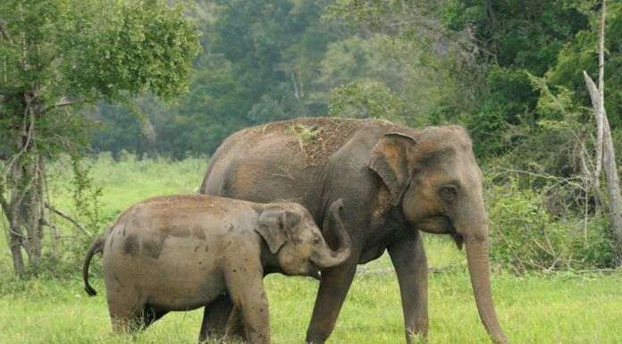 Elefante dello Sri Lanka
