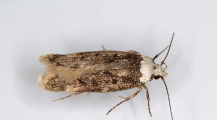 Falena domestica dalle spalle bianche
