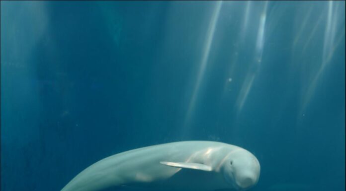 Focena vs Beluga: quali sono le differenze?
