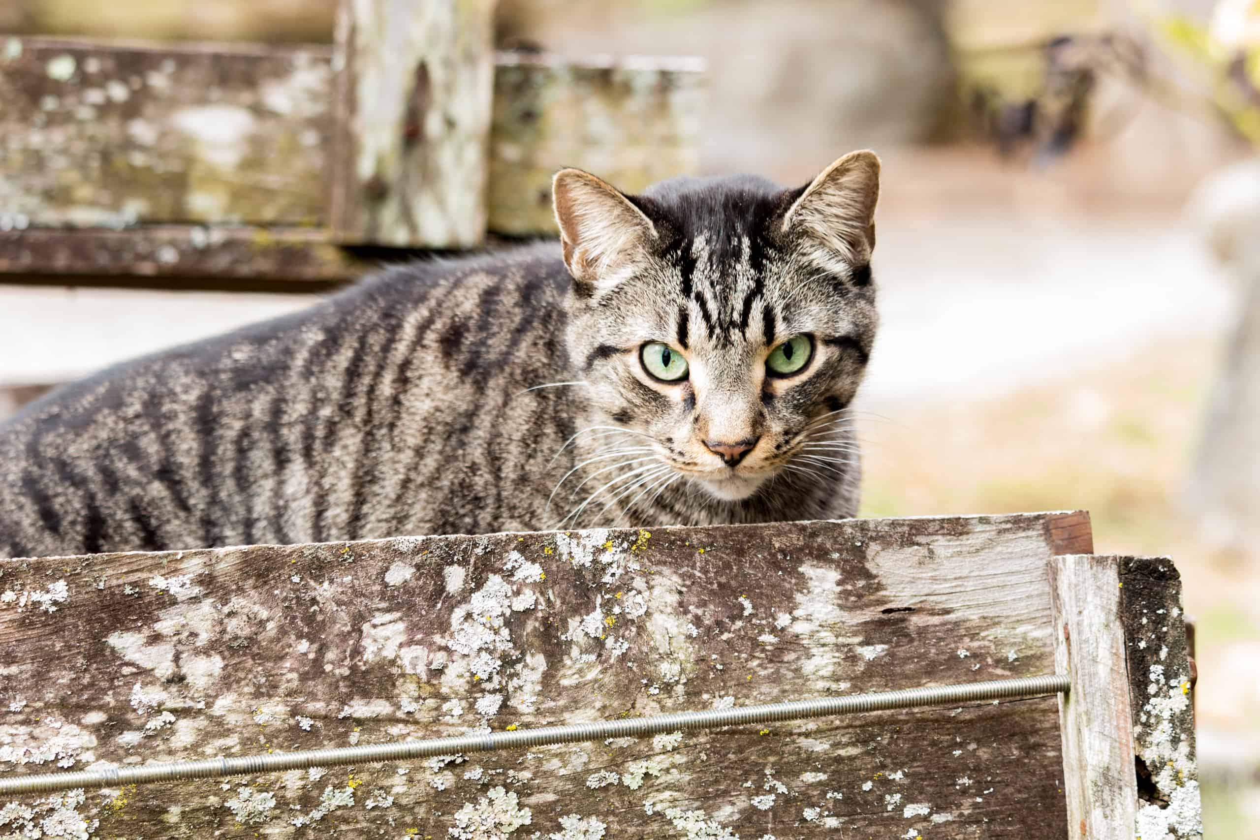 Gator non può competere con Tough House Cat in Tense Standoff