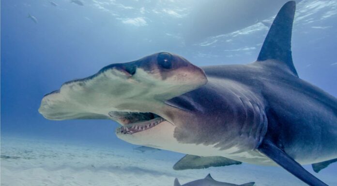 Gigantic Hammerhead dà la caccia a un gruppo di squali in un inseguimento ad alta velocità
