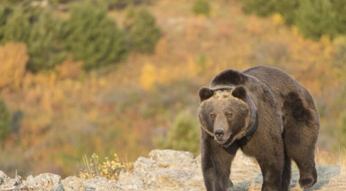 Dove vanno in letargo gli orsi?
