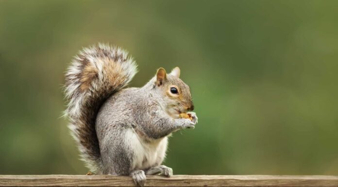Gli scoiattoli mangiano i serpenti?
