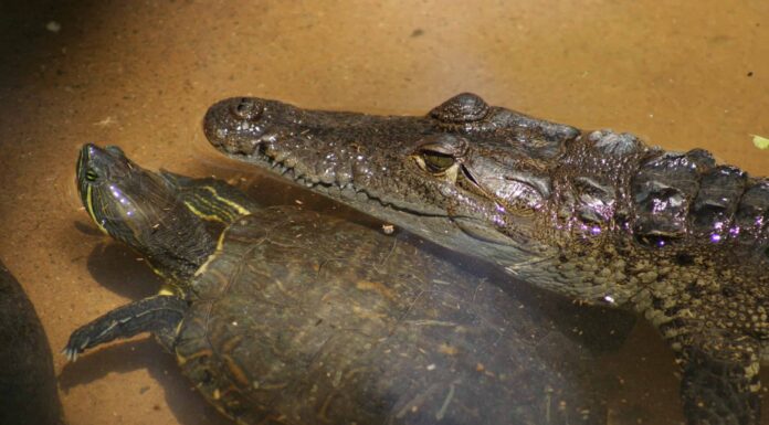 Gli uomini tirano tre tartarughe vive dallo stomaco di questo coccodrillo mentre cucinano il pranzo
