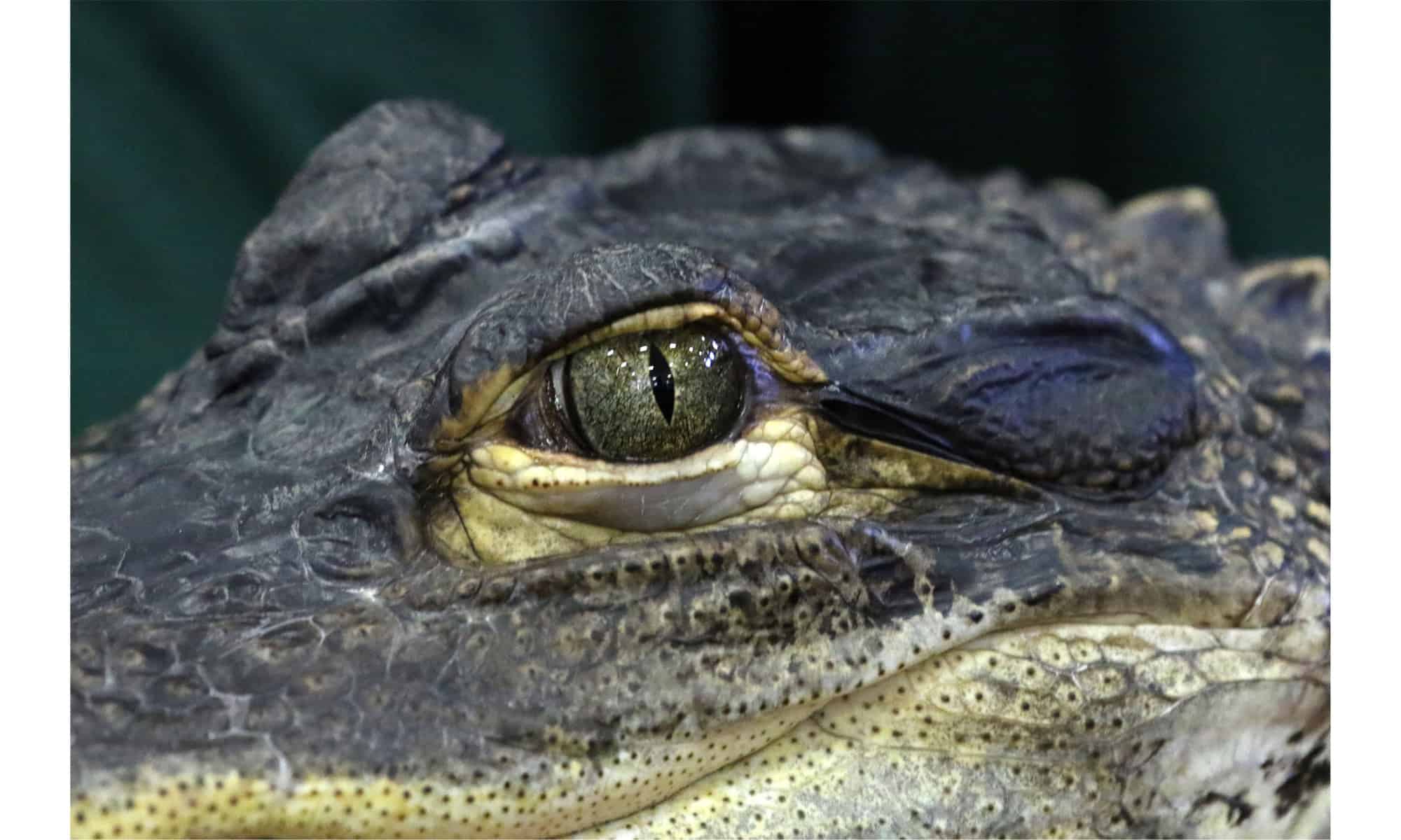 Godzilla Gator attraversa casualmente un campo da golf, così grande da sembrare falso
