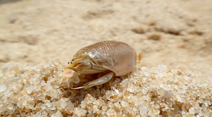 Granchio talpa (pulce della sabbia)
