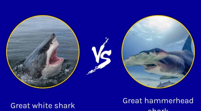 Grande squalo martello contro grande squalo bianco

