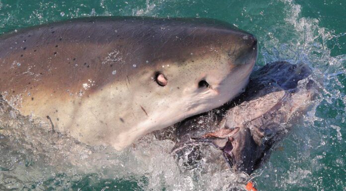 Great White fa un rapido lavoro di elefante marino in riprese grafiche
