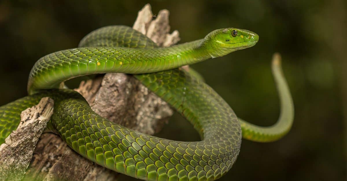 Green Mamba vs Boomslang: quali sono le differenze?