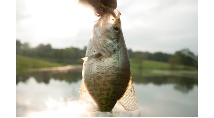 Grenada Lake Mississippi: scopri il lago più grande del Mississippi (ha enormi crappie!)
