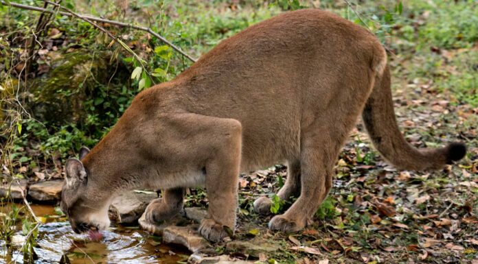 Guarda 10 animali scoprono questa oasi di montagna nascosta
