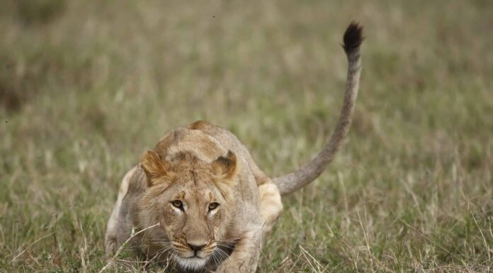 Guarda A Lion Hunt L'antilope più grande che tu abbia mai visto
