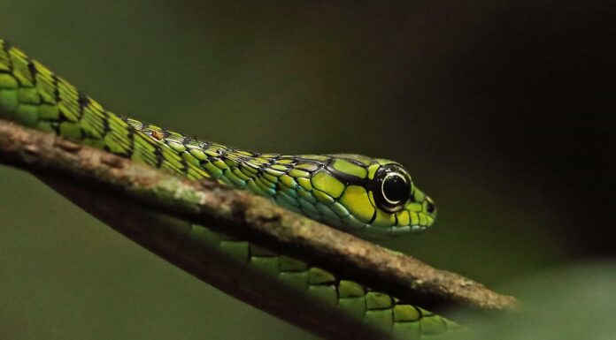 Guarda Donna che si fa rimuovere con calma un serpente dall'orecchio in un video mozzafiato
