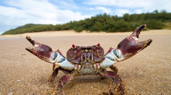 Guarda Il granchio più audace del mondo respingere i leoni curiosi
