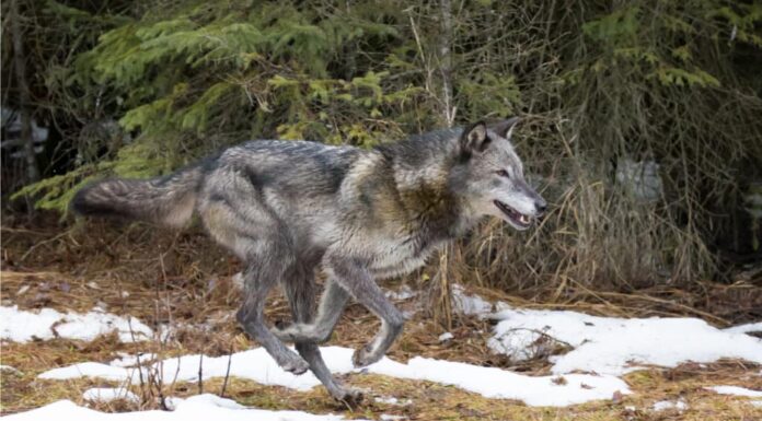 Guarda Un lupo sciocco che prova a rubare la cena a un orso bruno

