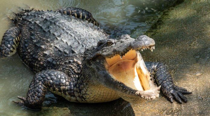 Guarda come due degli animali più letali della Terra si affrontano: Ippopotamo contro Coccodrillo
