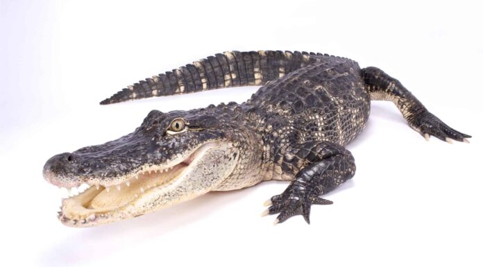 Guarda come un alligatore scavalca una recinzione di una base militare in Florida
