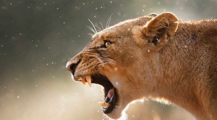 Guarda due leoni maschi che giocano a nascondino con cena
