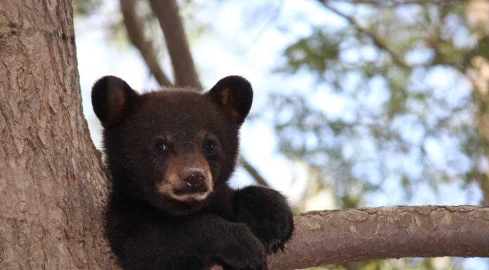 Guarda quattro cuccioli di orso che lottano per dominare la diapositiva del cortile
