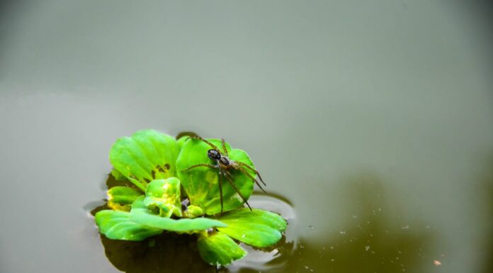 Guarda questa caccia al ragno (e MANGIA!) Sott'acqua creando il proprio serbatoio di ossigeno

