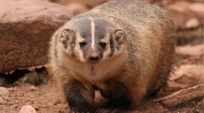 Guarda questa famiglia di tassi che scappa per un pelo dal lupo affamato di notte
