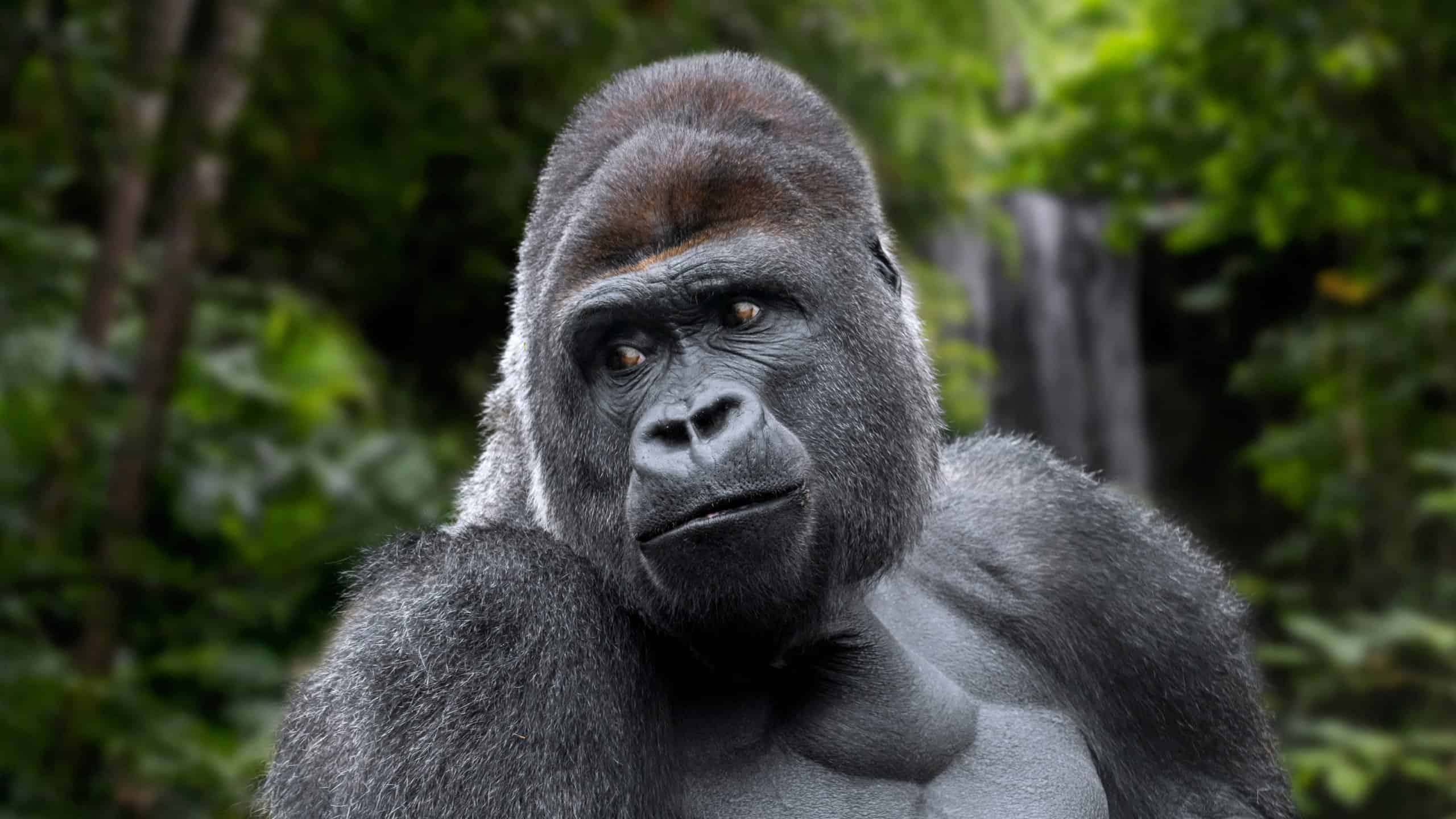 Guarda un Gorilla maschio adulto provocato sbattere il vetro contro Zoogoers