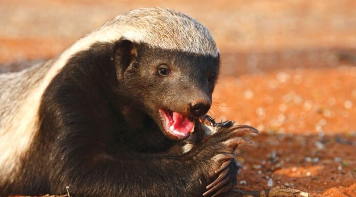 Guarda un invincibile Honey Badger sopravvivere a un pitone di 20 piedi, quindi sconfiggere due sciacalli in Tiro alla fune
