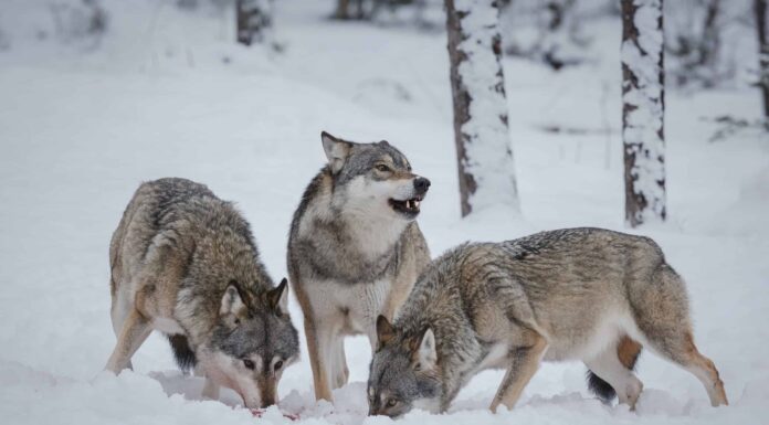 Guarda un lupo grigio inseguire pazientemente un alce in un fiume impetuoso a Yellowstone
