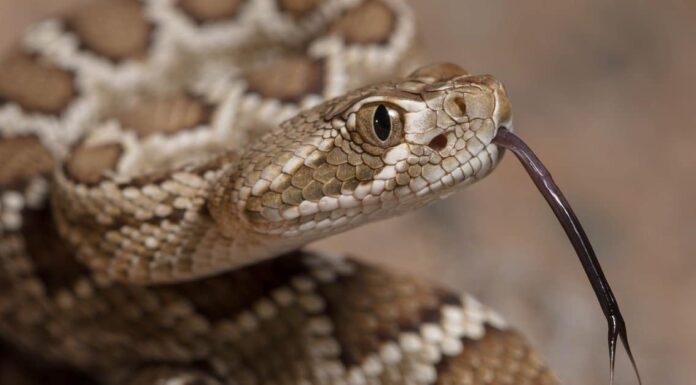 Guarda un uomo che scopre un terrificante nido di serpenti a sonagli sotto la sua tettoia
