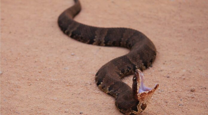 Guarda una battaglia tra un Copperhead e Kingsnake nei boschi dell'Alabama
