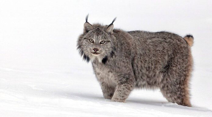 Guarda una lince rara che salta su uno skidder per salutare
